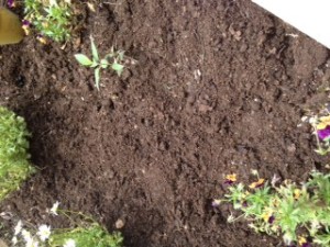 IMG_1135　ここに植えます