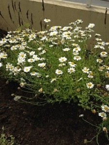 IMG_1134スノーホワイト